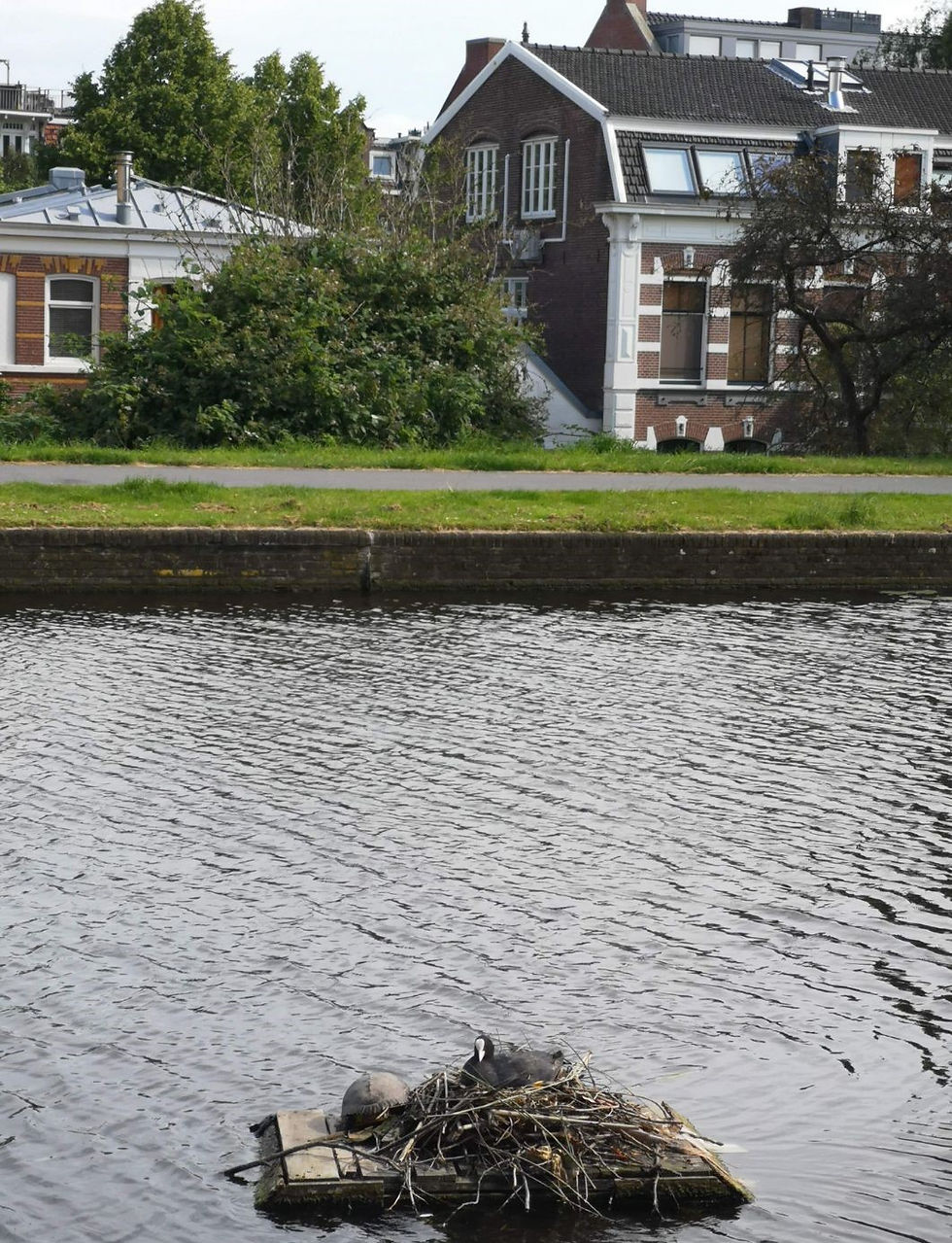 Coot and Turtle in Amsterdam canal