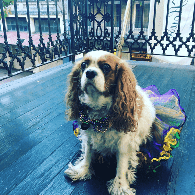 All dressed up for Mardi Gras in New Orleans, LA USA.