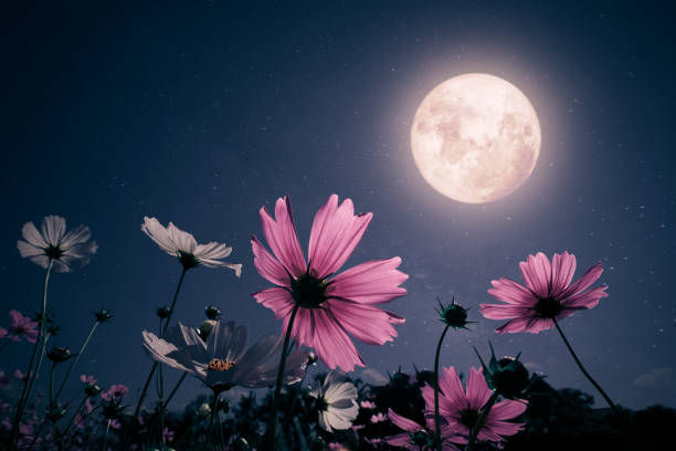Beautiful pink flower blossom in garden with night skies and full moon