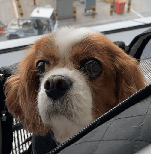 brown and white dog in travel bag