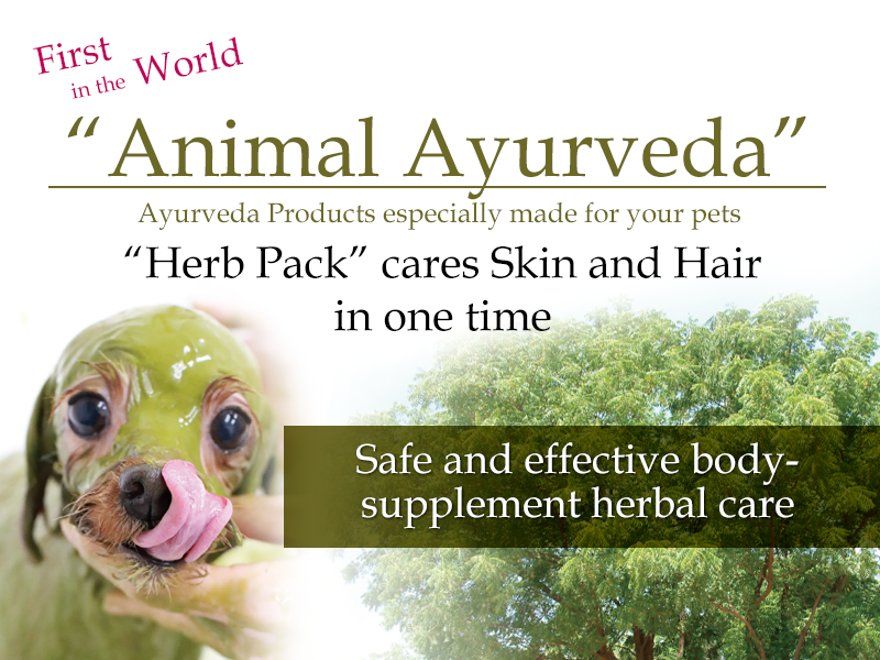 A selection of Ayurvedic herbs like ashwagandha, turmeric, and neem, used for holistic pet healing.