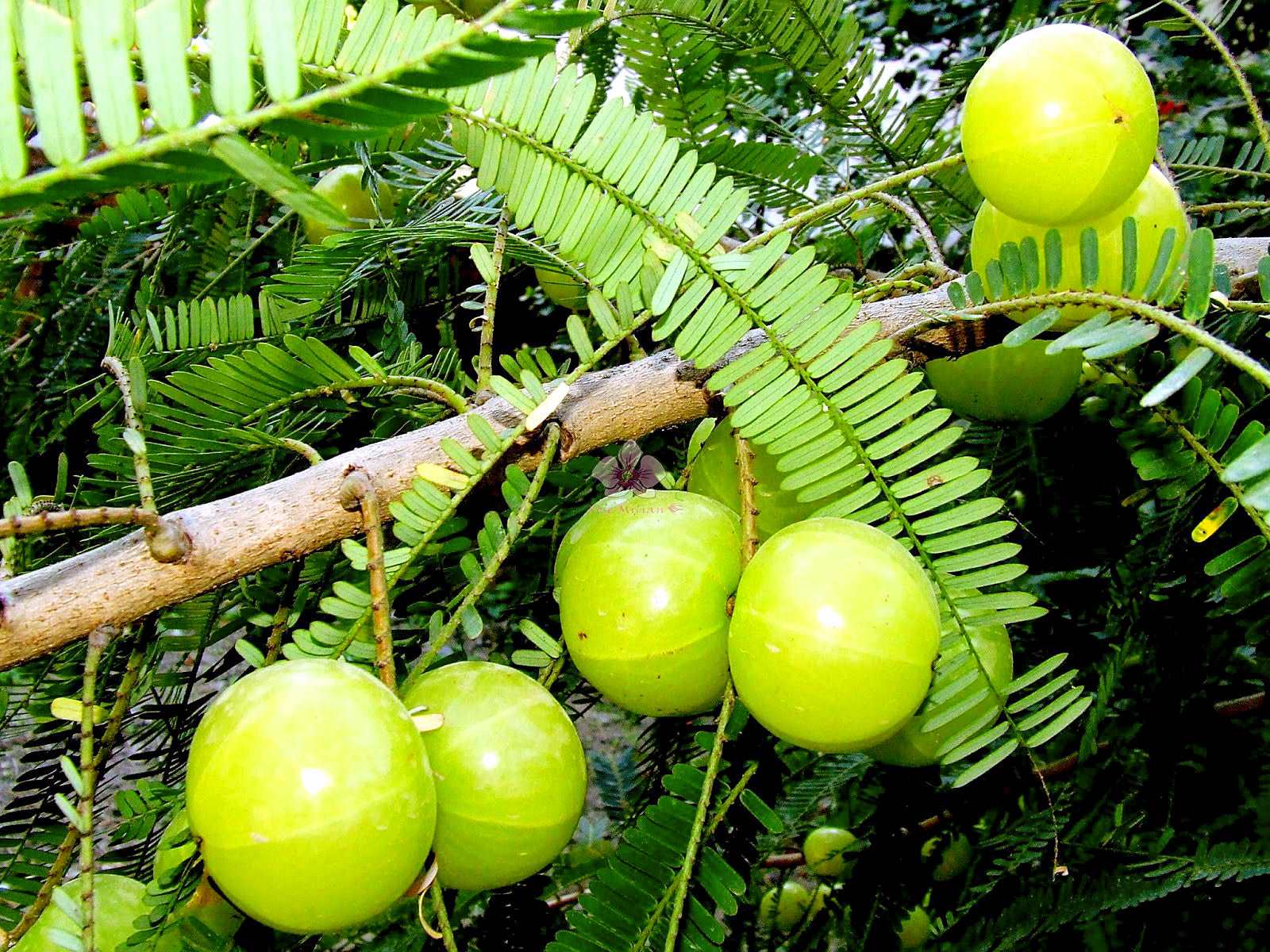Fresh Amla fruits and powdered Amla supplements for immunity and digestive health.