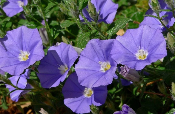 Shankhpushpi flowers and herbal syrup supporting cognitive function and ADHD management in children