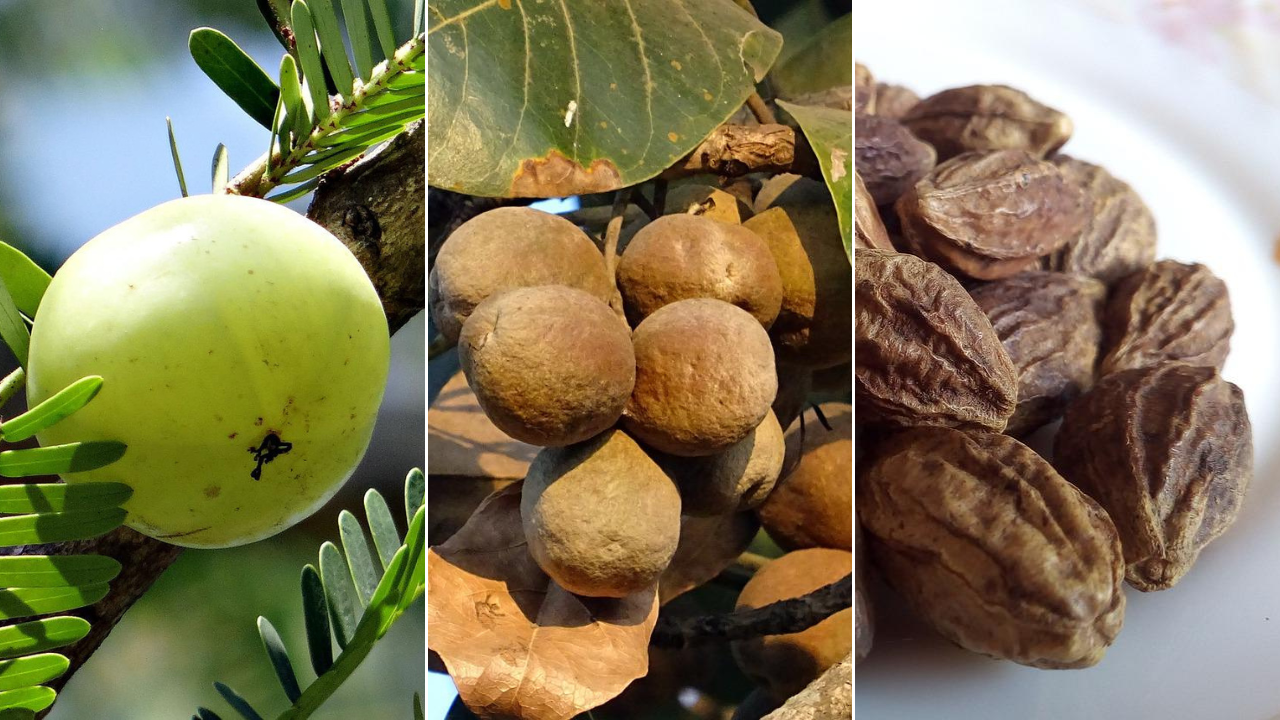 Combination of three fruits - Amalaki, Haritaki, Bibhitaki - used in Triphala.
