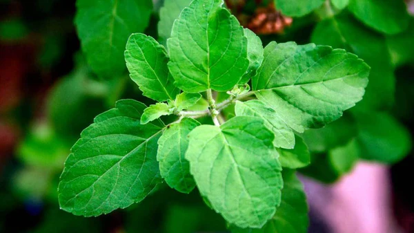 Fresh Tulsi leaves and a cup of herbal Tulsi tea for respiratory health and stress reduction.