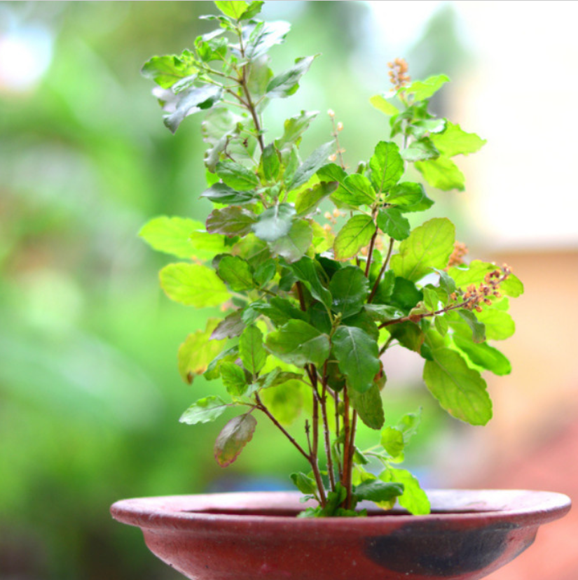 Tulsi (Holy Basil) - a natural Ayurvedic herb for boosting immunity in children.
