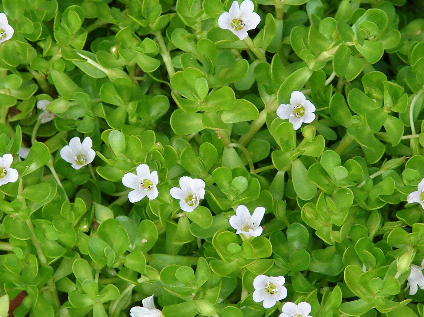 "Fresh Brahmi leaves and powdered supplement for cognitive function and mental clarity.