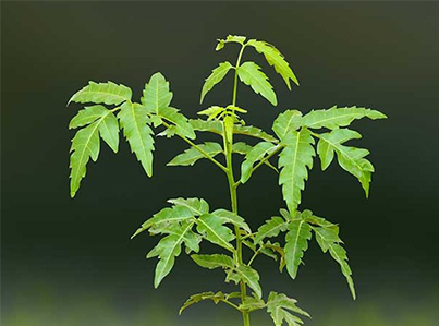 Pure Neem leaves and powder for skincare, detox, and immune support.