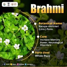 Brain-boosting Brahmi extract for cognitive health, focus, and relaxation."