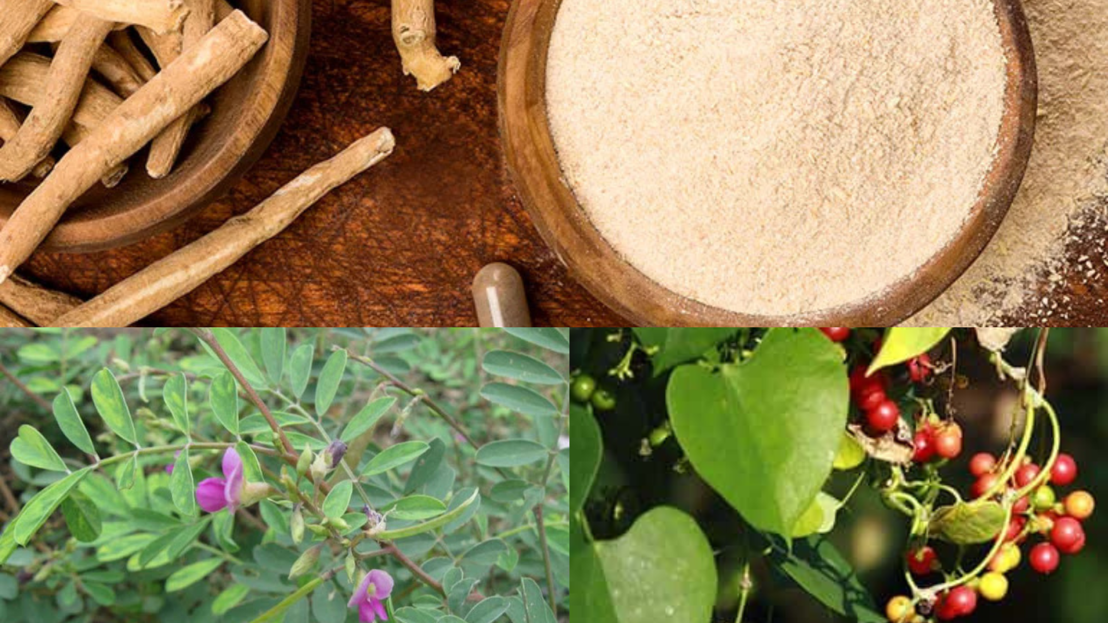 A variety of Ayurvedic herbs and supplements, including neem leaves, turmeric, and ashwagandha, essential for natural pet wellness."
