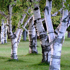 Cure de sève de Bouleau