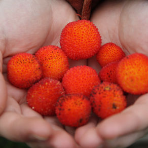 Le jeûne intermittent