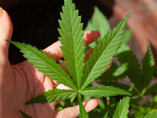 How Does CBD Work in Your Body? Explore Effects and Applications of CBD for Optimal Health