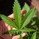How Does CBD Work in Your Body? Explore Effects and Applications of CBD for Optimal Health