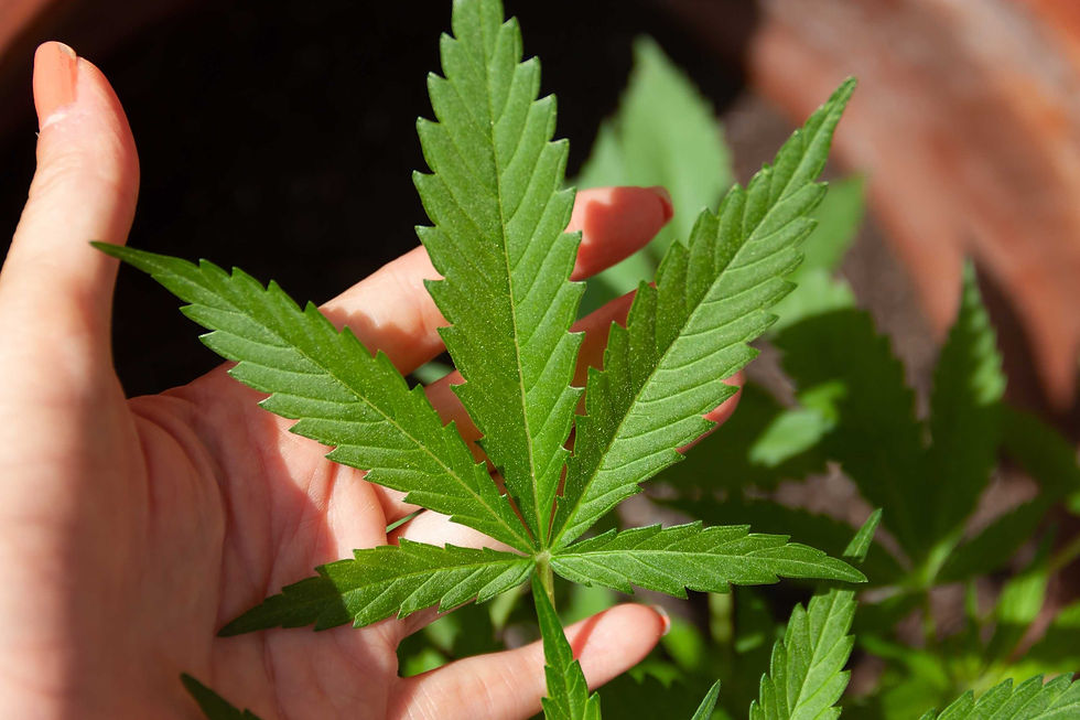 How Does CBD Work in Your Body? Explore Effects and Applications of CBD for Optimal Health