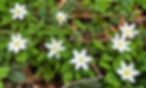 Wood Anemones
