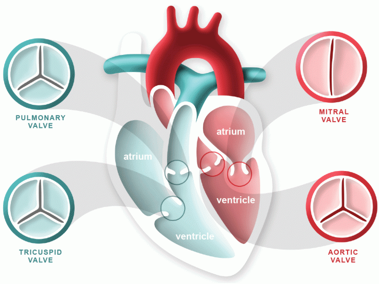 Valvular Heart Disease - The Basics