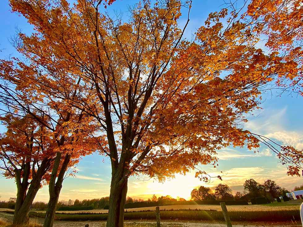 Beauty of fall in Ontario
