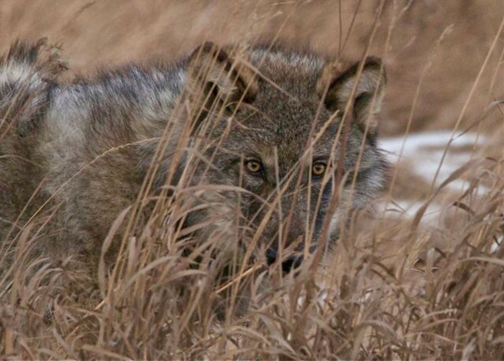 One of my fav shots I captured in Jasper a few years ago of a Timber wolf