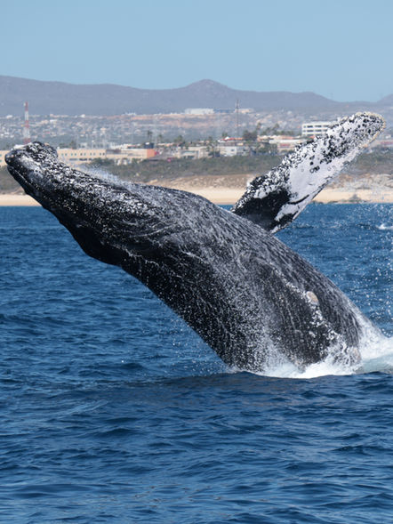 whales in cabo san lucas
