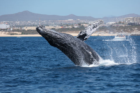 whales in cabo san lucas
