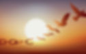 Freeing Birds.jpeg