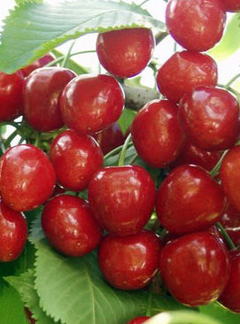 Solymári gömbölyű