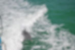 Dolphins on The Tropics Boat