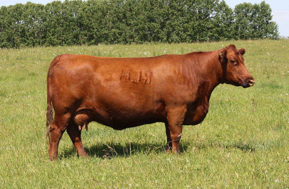 Red Lauron Genie 103Y