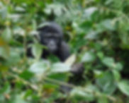 Baby Gorilla.jpg