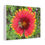 Thumbnail: "Bee on Indian Blanket Flower" 8 X 10 inch Matte Canvas