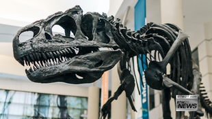 EBT cardholders get free VMNH admission thanks to grant