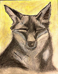 Happy fox, charcoal and pencil drawing.