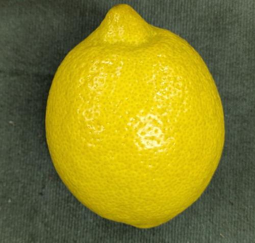 A01様lemonM lemons | Wmhowkinsltd
