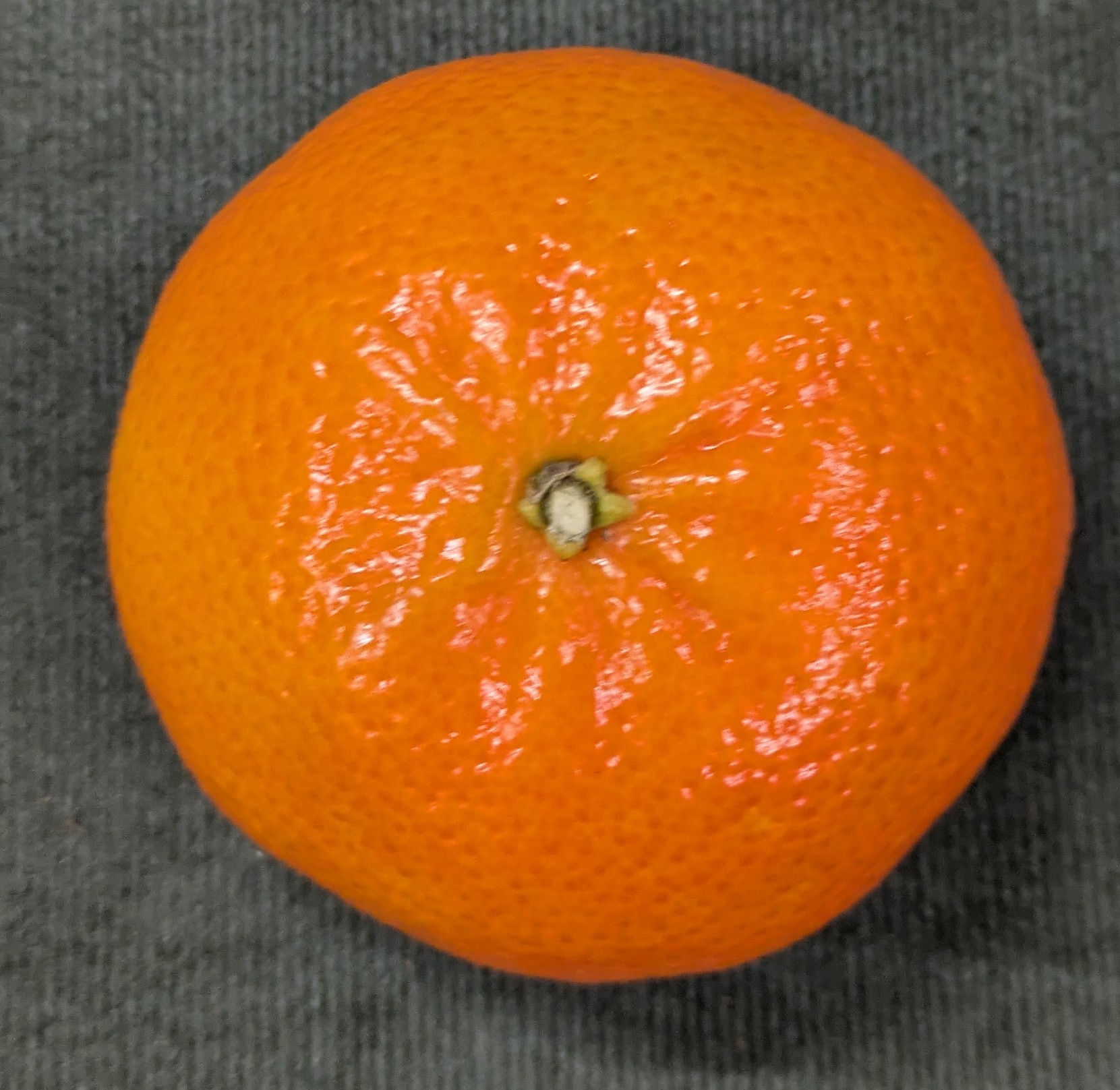 satsuma