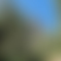 Day Nine: A Restonica Day