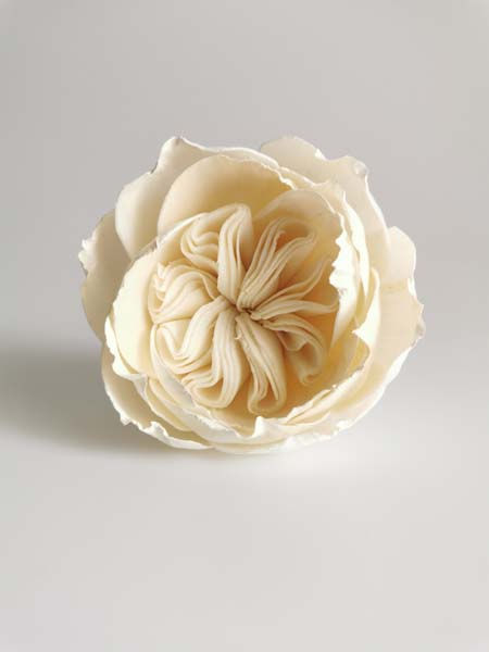 Thumbnail: 2 Austin Rose 3" Sola Flower with Cotton Wick Diffuser�