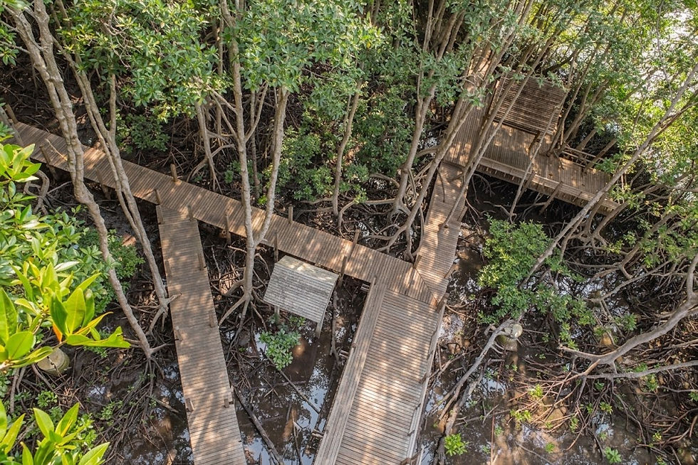 Currently, the mangrove reforestation area has been developed into a tourist attraction by adding nature trails through the forest.