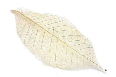 leaf_resize