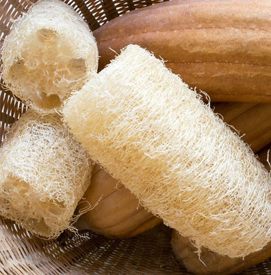 Luffa (2).jpg