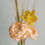 Thumbnail: 2 Orange Peach Peony Lotus Sola Flower 9cm with Cotton Wick Diffuser