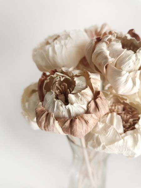 Thumbnail: 10 Peony White Rare Pink Sola Flower with Reed Diffuser