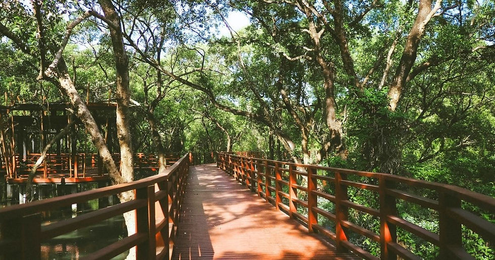 The abundant mangrove forests—the cradle of diverse plant and animal life—are now protected in various areas across Thailand.