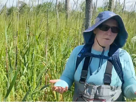 In tune with the land: Pokagon Band of Potawatomi conducts wild rice research at national park