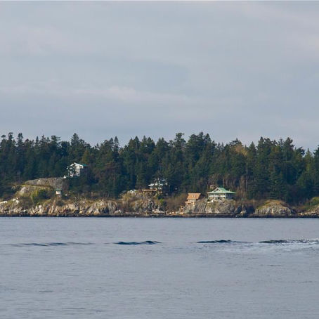 Diary of a Virgin Traveller - The Seed of a Dream