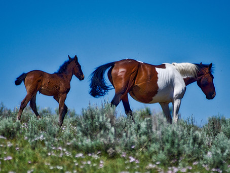 Wild Horses