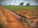 A thriving field of crops grown as part of a sustainability project to provide food security for the Maasai community in Kenya.