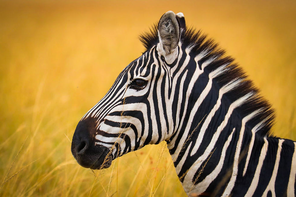 Zebra head in golden grass