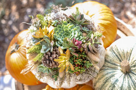 Succulent Pumpkin