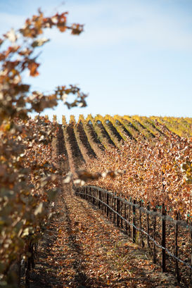 Paris Valley Road Estate Vineyard